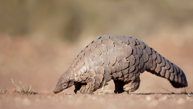Illustration for article titled If You Can View This List Of Pangolins Without Fantasizing About Eating One…Welcome To The Priesthood!